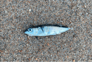 Betraktelser över en fisk utan namn